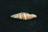 藏品(山蝸牛)的圖片